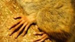Cinta Sejati Tarsius