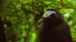 Cinta Sejati Tarsius