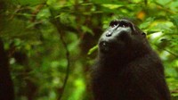 Macaca