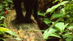 Cinta Sejati Tarsius