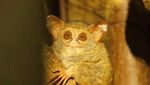 Cinta Sejati Tarsius