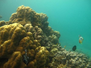Cubadak, Surga Penyelam yang Sempurna di Sumatera Barat