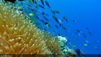 Akuarium Desa Opiaref