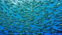 Siapa yang tak ingin bawa jaring melihat kawanan ikan ekor kuning ini?