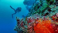 Dendryonepthya dan crinoid memenuhi wall. Pak Erik Farwas, dive master kami, di latar belakang.