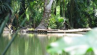 Ini getek yang saya maksud.