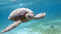 Chelonia Mydas (Penyu Hijau) di Pulau Derawan