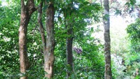 Sarang Orang Utan