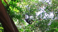 Orang Utan