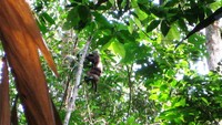 Orang Utan Taman Nasional Gunung Palung, Kalimantan Barat