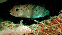 Puffer Fish