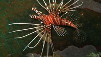 Lion Fish