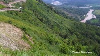 Kawasan kebun jati emas.