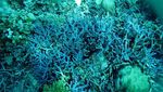 Eksotisnya Pantai dan Dunia Bawah Laut Kepulauan Anambas