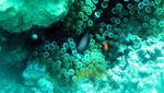 Eksotisnya Pantai dan Dunia Bawah Laut Kepulauan Anambas