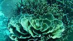Eksotisnya Pantai dan Dunia Bawah Laut Kepulauan Anambas