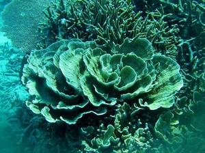 Eksotisnya Pantai dan Dunia Bawah Laut Kepulauan Anambas