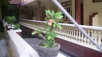 ini dia penginapan saya di Gang Poppies II, Kuta