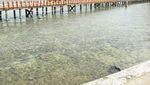 Flying Fox di Pantai Carocok