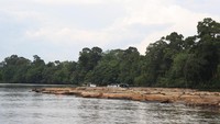 Gelondongan Kayu Di Sungai Lamandau 2