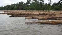 Gelondongan Kayu Di Sungai Lamandau