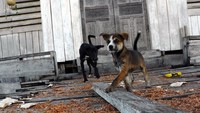 Anjing puppies milik warga yang bermain di pelataran kecil gereja, bermain-main dengan serbuk kayu.