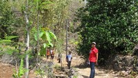 Menembus hutan jati