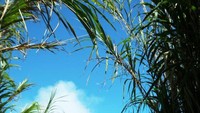 Gunung Gamalama (ACI)