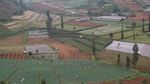 Hamparan Agro Menuju Dieng Plateau