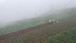 Hamparan Agro Menuju Dieng Plateau