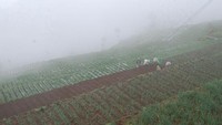 Lahan pertanian yang berkabut