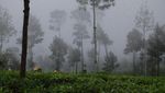 Hamparan Agro Menuju Dieng Plateau