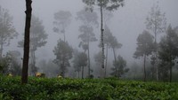 Perkebunan Teh Tambi yang berkabut