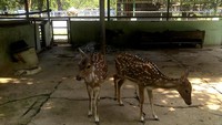 Rusa di di TSTJ (Sumber: Nicholas Putra Prima/ACI)
