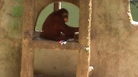 Orang utan di TSTJ (Sumber: Nicholas Putra Prima/ACI)
