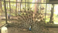 Burung Merak di TSTJ (Sumber: Nicholas Putra Prima/ACI)