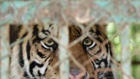 Harimau di TSTJ (Sumber: Nicholas Putra Prima/ACI)