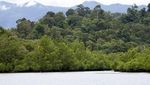 Hutan Mangrove di Desa Sawai