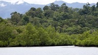 Hutan Mangrove di Desa Sawai