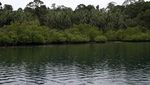 Hutan Mangrove di Desa Sawai