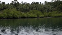 Hutan Mangrove di Desa Sawai