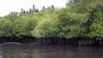 Hutan Mangrove di Desa Sawai