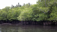 Hutan Mangrove dari dekat.