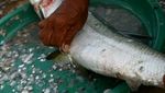Ikan Bandeng Ekstra Besar di Pasar Ikan Sape