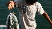 Ikan datang langsung dari nelayan (HRA)
