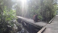 Taman Nasional Tanjung Puting (Sendia Berka/dtraveler)