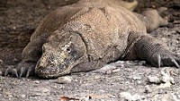 Komodo (Adra Gesza/ACI)