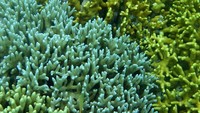 sejenis tapi beda warna