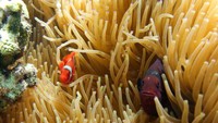 Bunaken masih indah