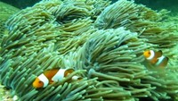 Keindahan Bawah Laut Sebesi